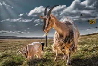 Breed Profile: Icelandic Goat